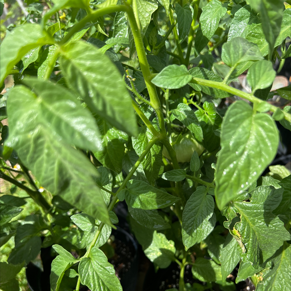 Photo of the plant species Brandywine Heirloom Tomato by @UptodateAnthora named Dolores on Greg, the plant care app
