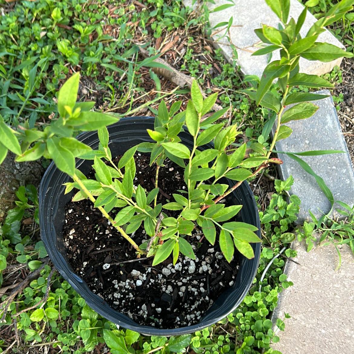 Photo of the plant species Top Hat Blueberry by @UptodateAnthora named Venti on Greg, the plant care app