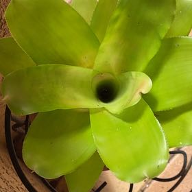 Photo of the plant species Grove Cotton Candy by @WiseKeylimekiss named Wall-E on Greg, the plant care app