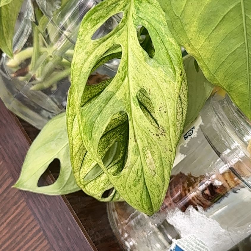 Photo of the plant species Indo Marble Adansonii by @Anxia named Miley on Greg, the plant care app