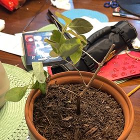 Photo of the plant species honey suckle by @SportiveFreesia named Messi on Greg, the plant care app