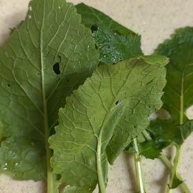 Photo of the plant species Horseradish by @AdeptLeadplant named Sahara on Greg, the plant care app