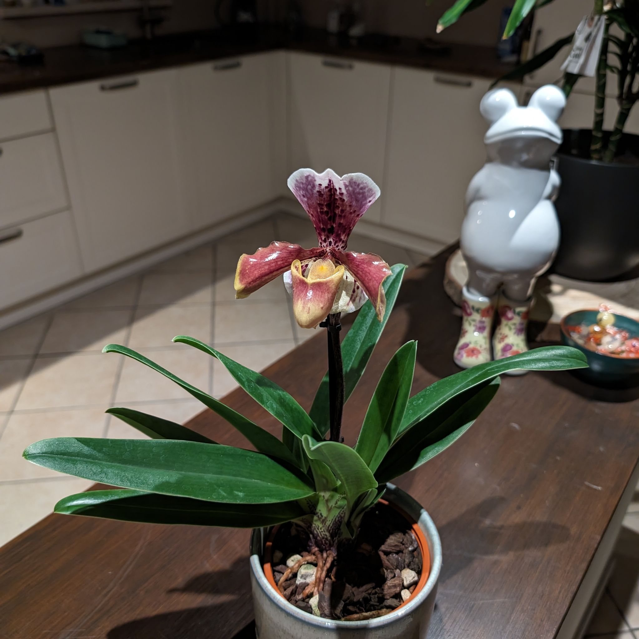 Photo of the plant species Lady's-Slipper Orchid by @RadDavisbegonia named Maya on Greg, the plant care app