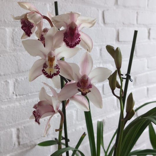 Photo of the plant species Cymbidium Orchid by @RadDavisbegonia named Sproutacus on Greg, the plant care app