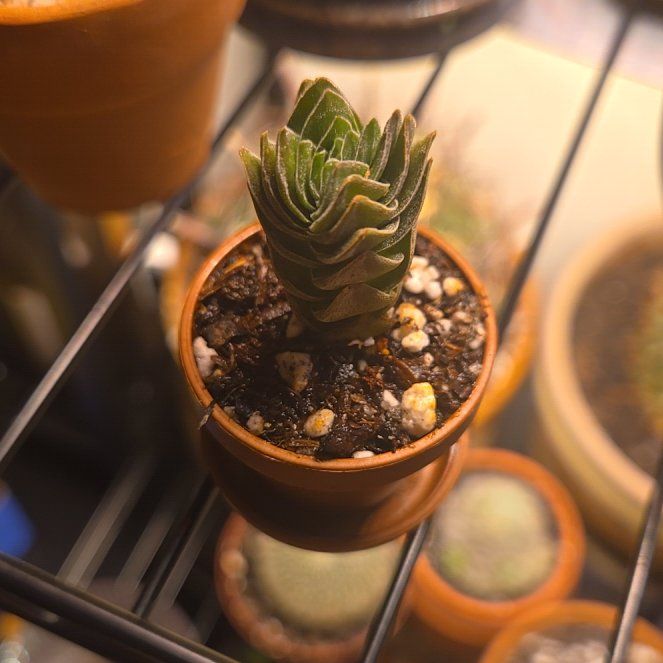 Photo of the plant species Buddhas Temple by @JespersOasis named Pax on Greg, the plant care app