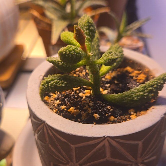 Photo of the plant species Herrei's Adromischus by @JespersOasis named Apollo on Greg, the plant care app