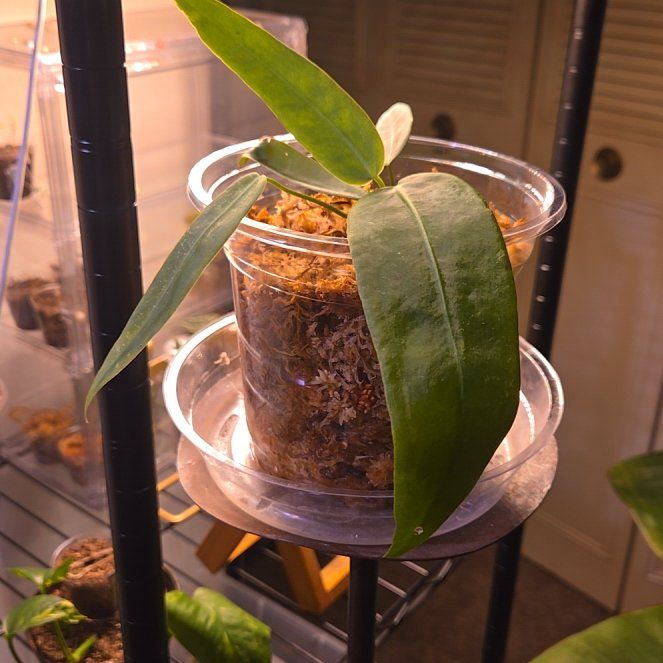 Photo of the plant species Pallidiforum 'Guayusa' by @JespersOasis named Lola on Greg, the plant care app
