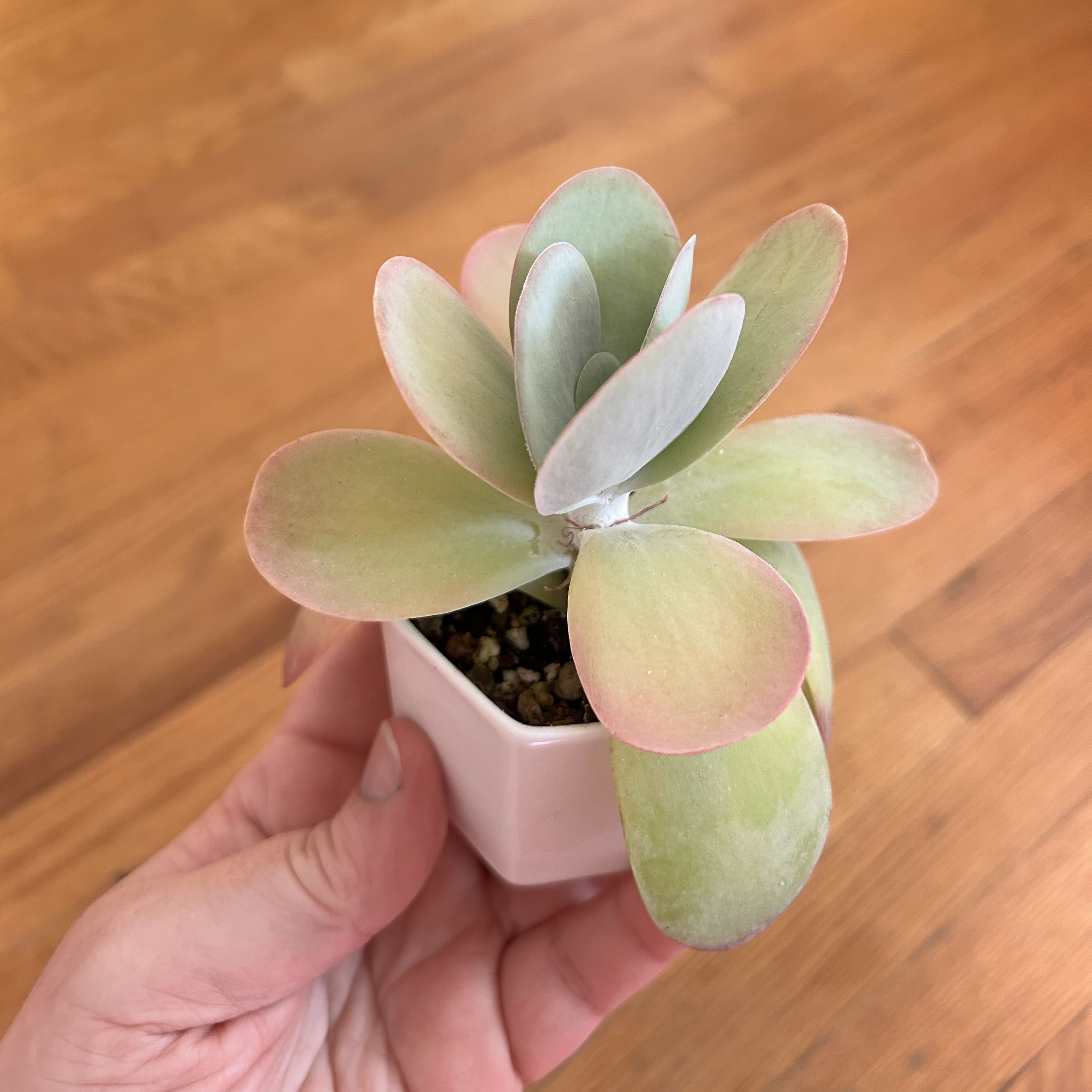 Photo of the plant species Crested Variegated Flapjacks by @SacredAngelmoss named Paul Bunyan on Greg, the plant care app