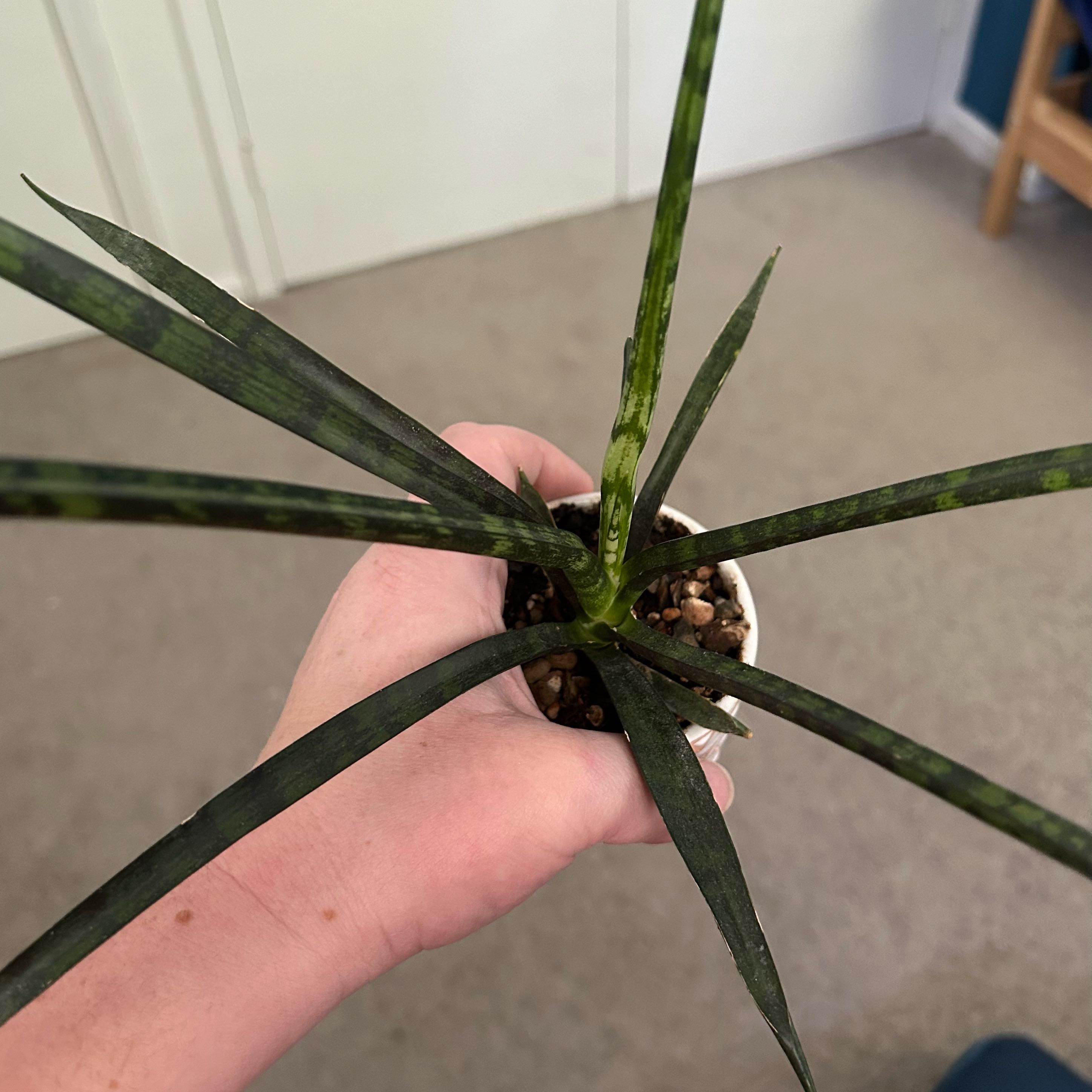 Photo of the plant species Sansevieria 'Spikey' by @SacredAngelmoss named Phillip on Greg, the plant care app