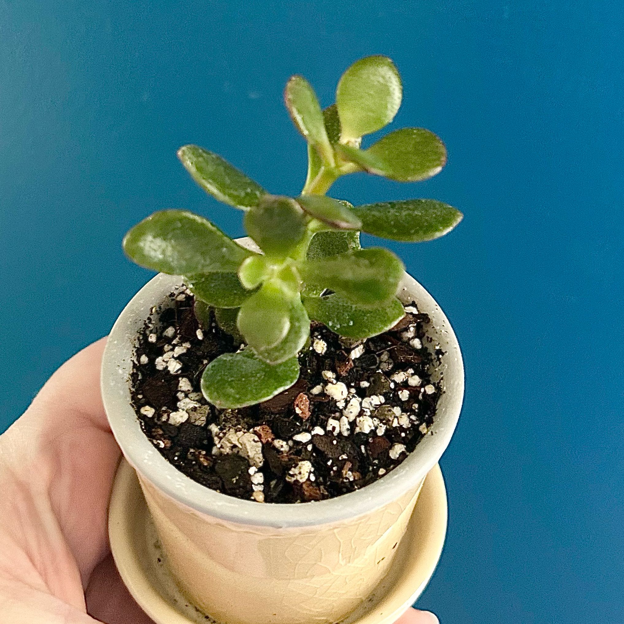 Photo of the plant species Mini Jade by @SacredAngelmoss named Demi on Greg, the plant care app