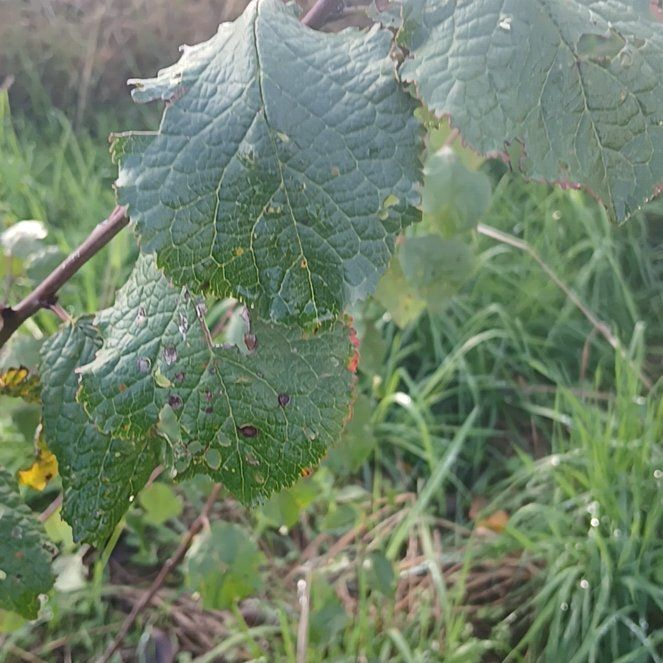 Photo of the plant species Common Plum by @ShowyMachofern named Eva on Greg, the plant care app