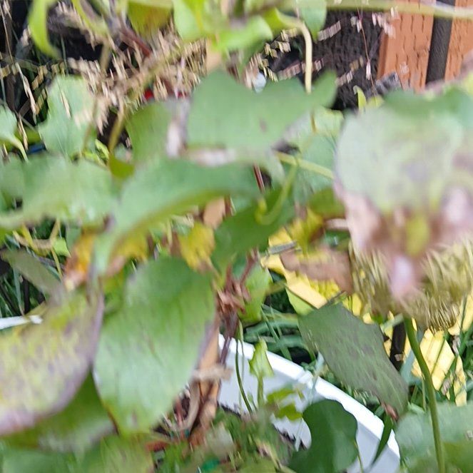 Photo of the plant species Bluebill by @ShowyMachofern named Sherlock on Greg, the plant care app