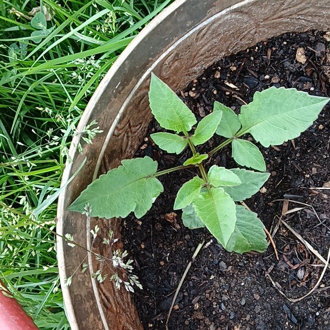 Photo of the plant species Bodhi Tree by @ShowyMachofern named Homer on Greg, the plant care app