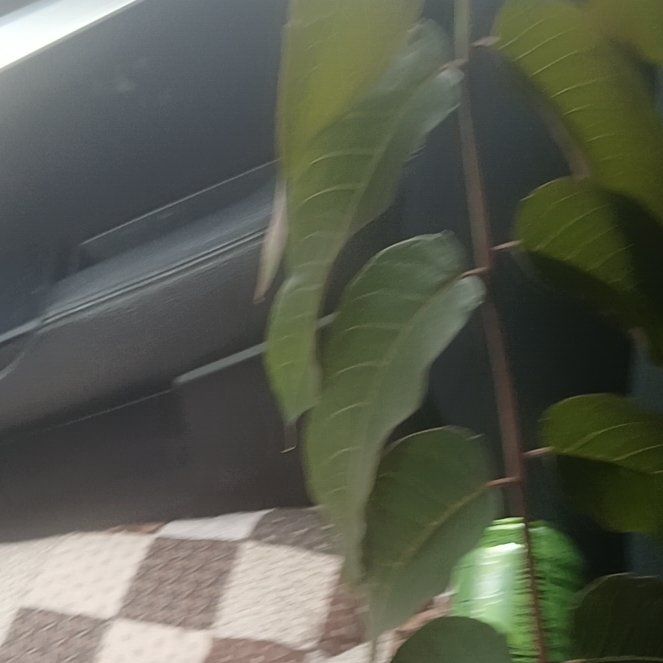 Photo of the plant species Ailanthus Altissima by @ShowyMachofern named Gates on Greg, the plant care app