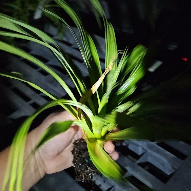 Photo of the plant species White Jade Pineapple by @WhizSpinysenna named Harry on Greg, the plant care app