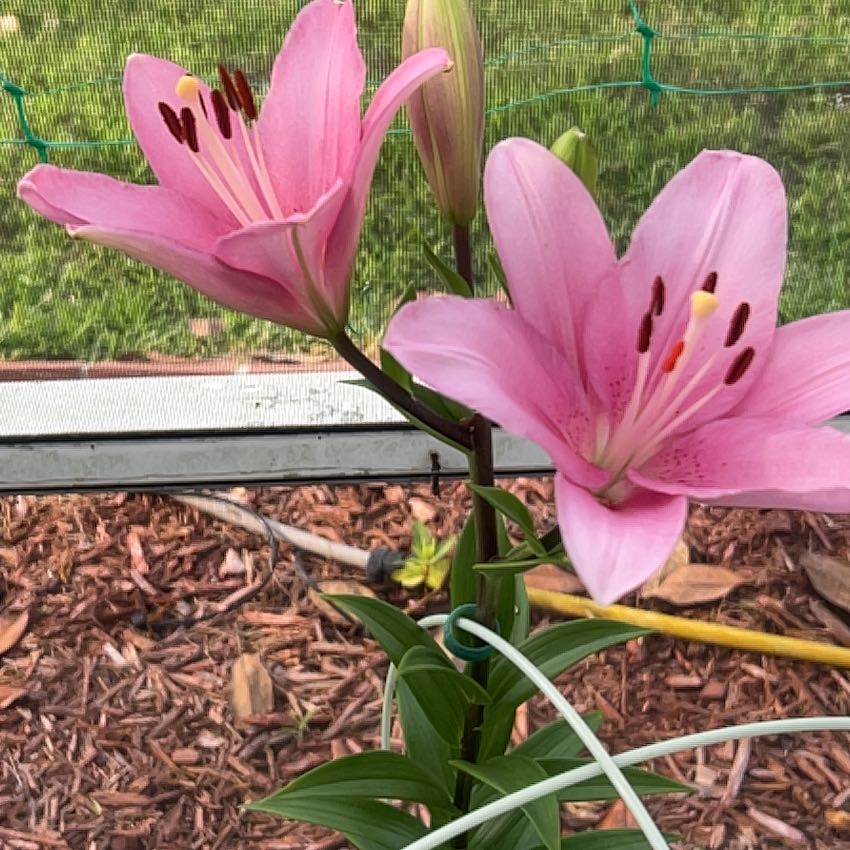 Photo of the plant species Ditch Lily by @SassySmallonion named Hemingway on Greg, the plant care app