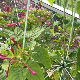 Photo of the plant species Marvel of Peru by @SassySmallonion named Sigmund on Greg, the plant care app