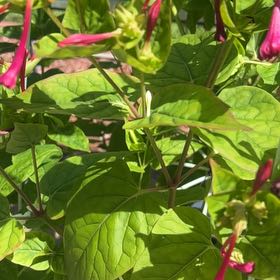 Photo of the plant species Mirabilis Jalapa by @SassySmallonion named Naomi on Greg, the plant care app