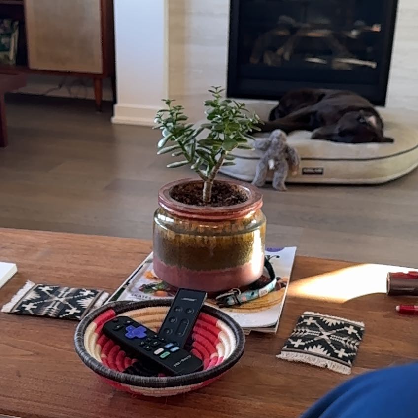 Photo of the plant species Jade Tree by @TastyAnchistea named Harper on Greg, the plant care app