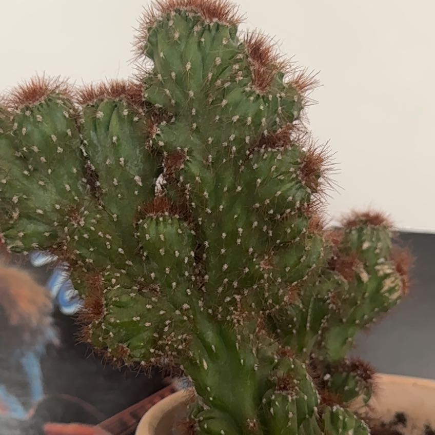 Photo of the plant species Montrose by @TastyAnchistea named Mando on Greg, the plant care app