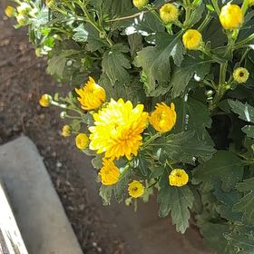 Photo of the plant species Garden Mum by @HeirChanterelle named Mollie on Greg, the plant care app