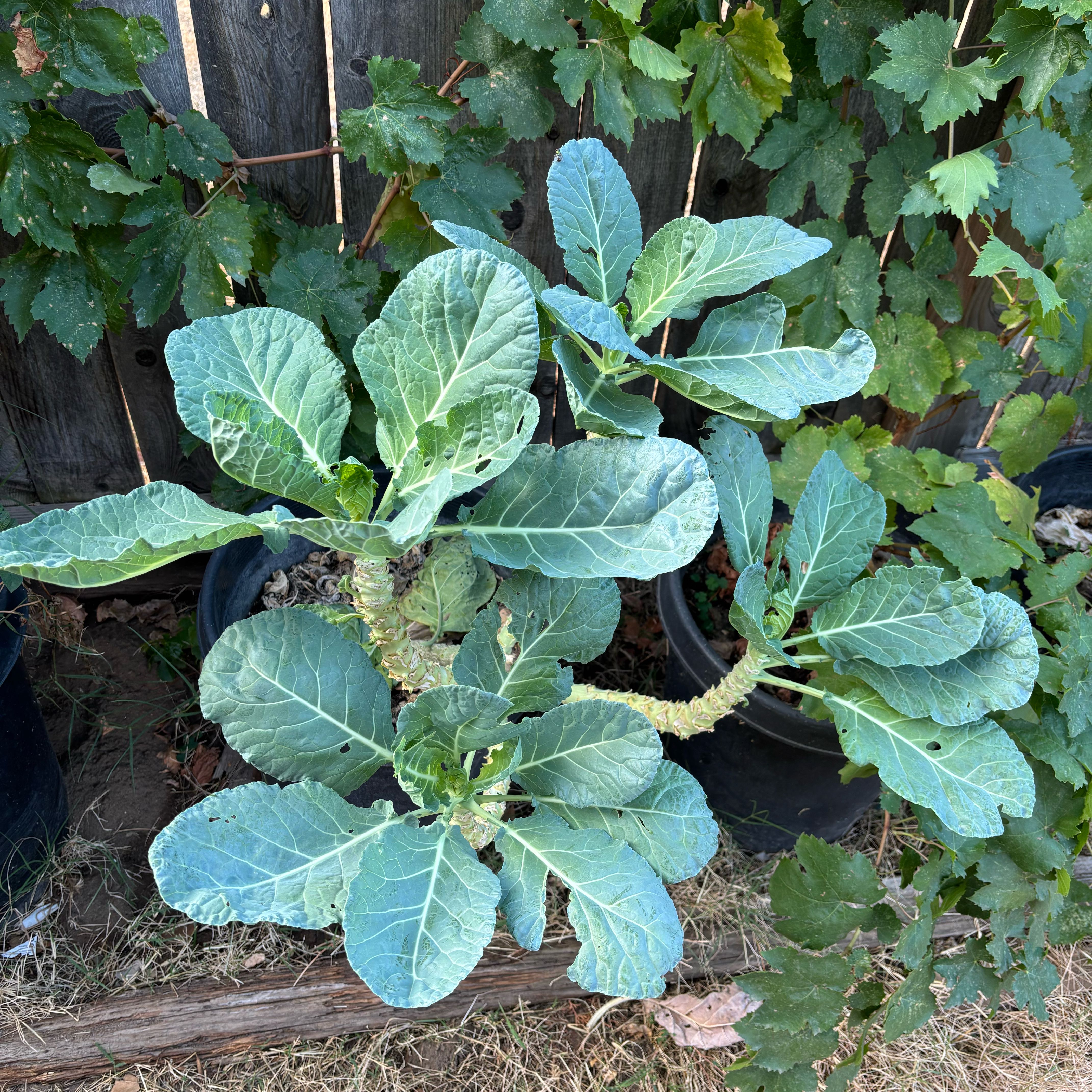 Photo of the plant species Collard Greens by @HeirChanterelle named Homer on Greg, the plant care app