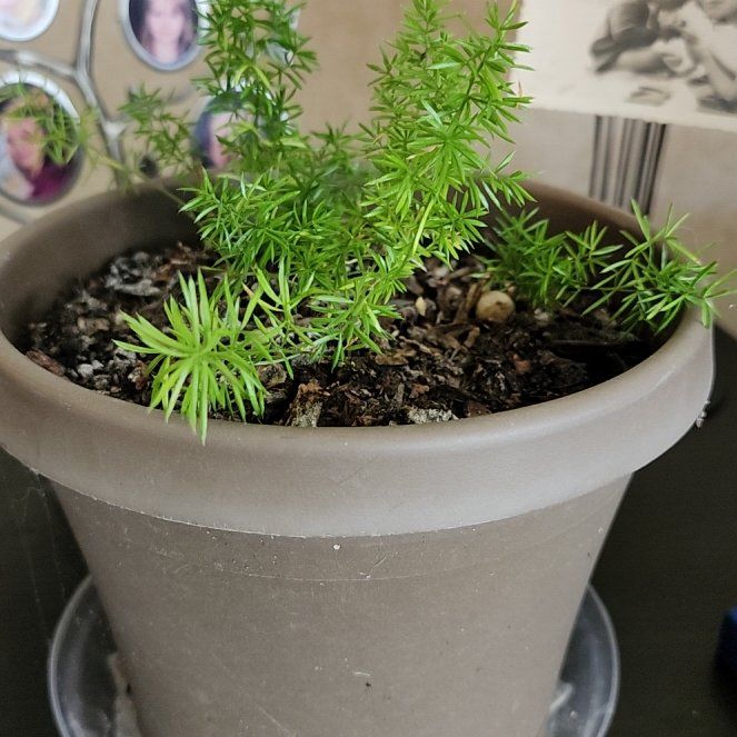 Photo of the plant species Meyers Foxtail Asparagus Fern by @DivineEarthball named Achilles on Greg, the plant care app