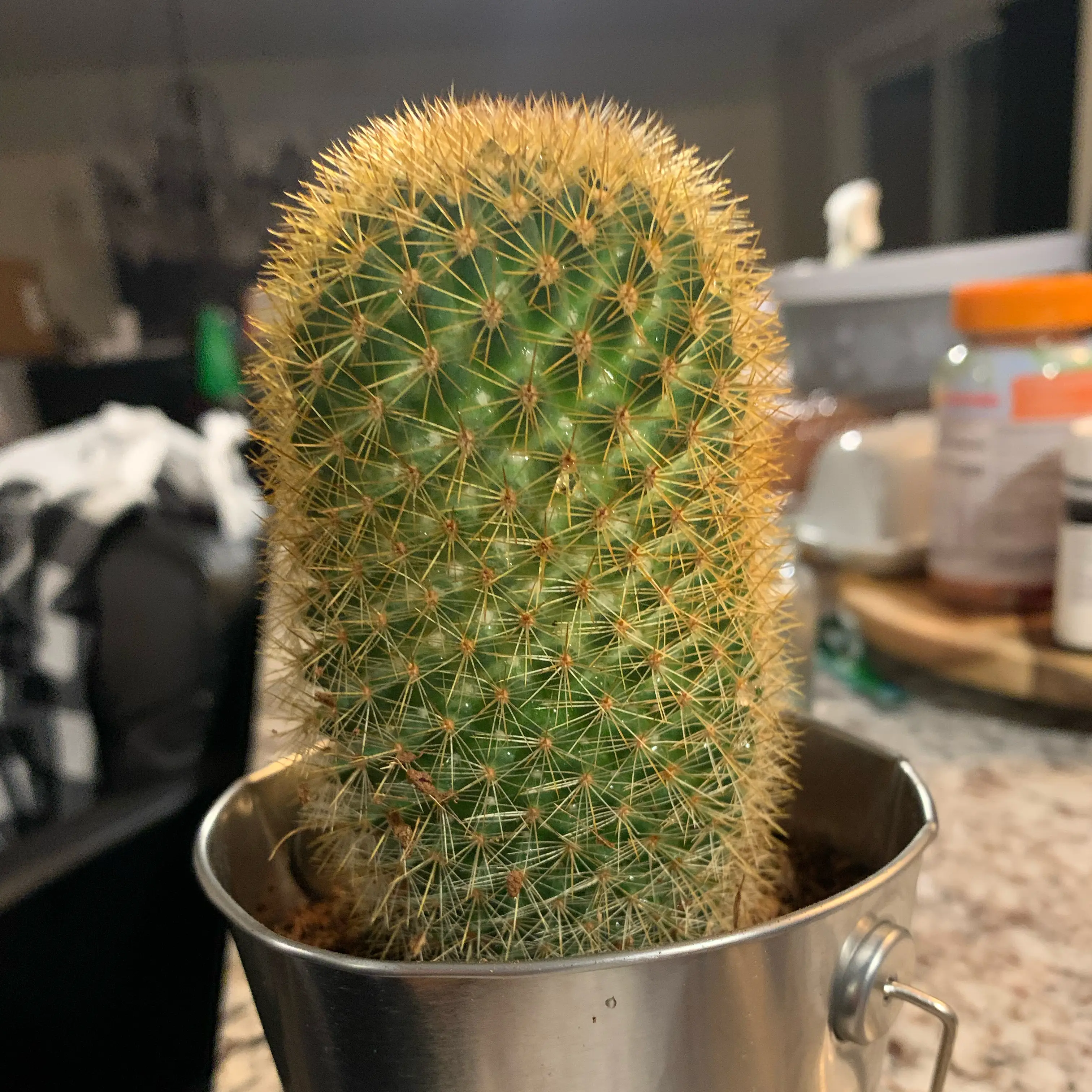 Sir plantsalot
