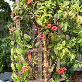 Photo of the plant species Amphilophium buccinatorium by @ShinyPalmier named Aristotle on Greg, the plant care app