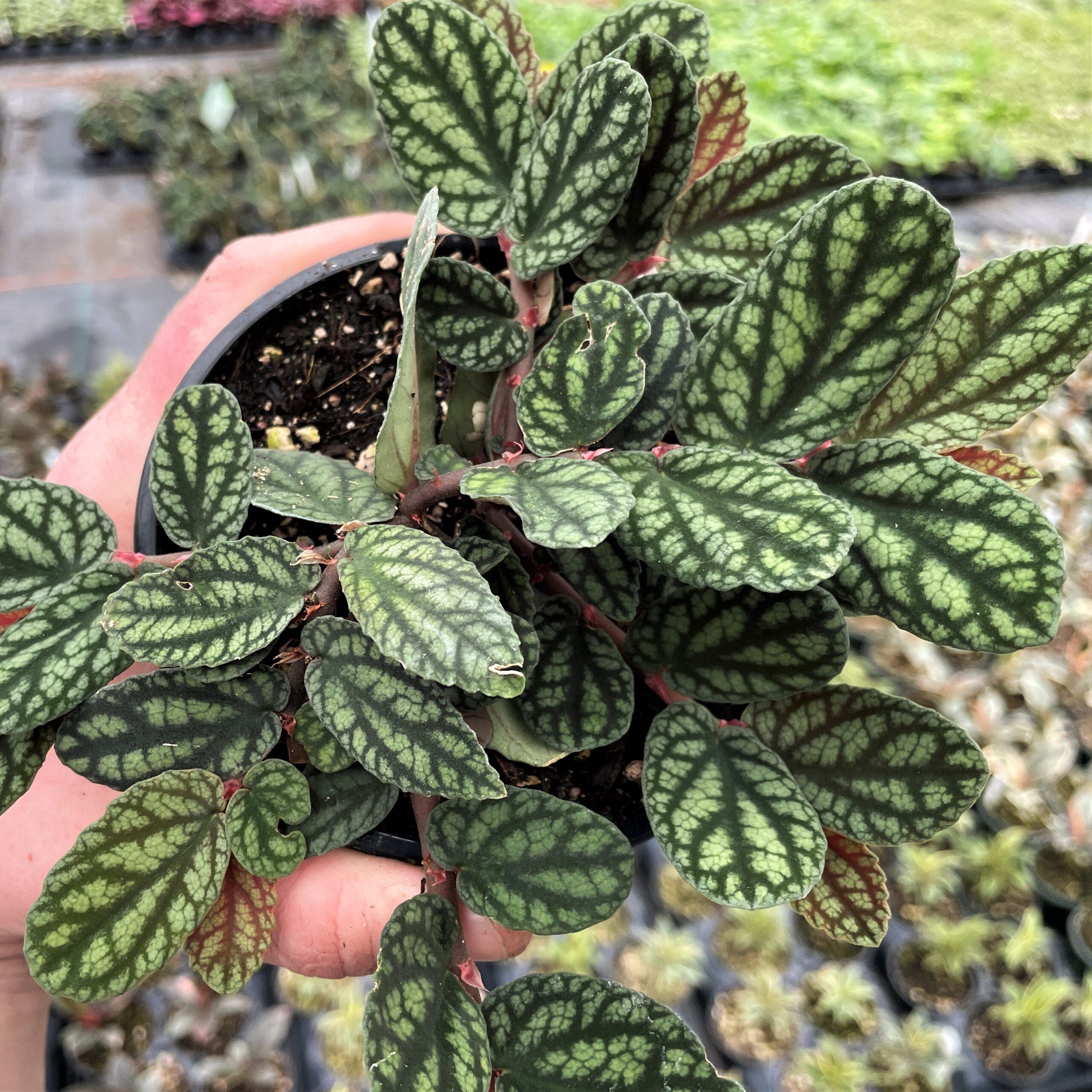 Photo of the plant species Polynesian Twigrush by @LovableRubyball named Athena on Greg, the plant care app