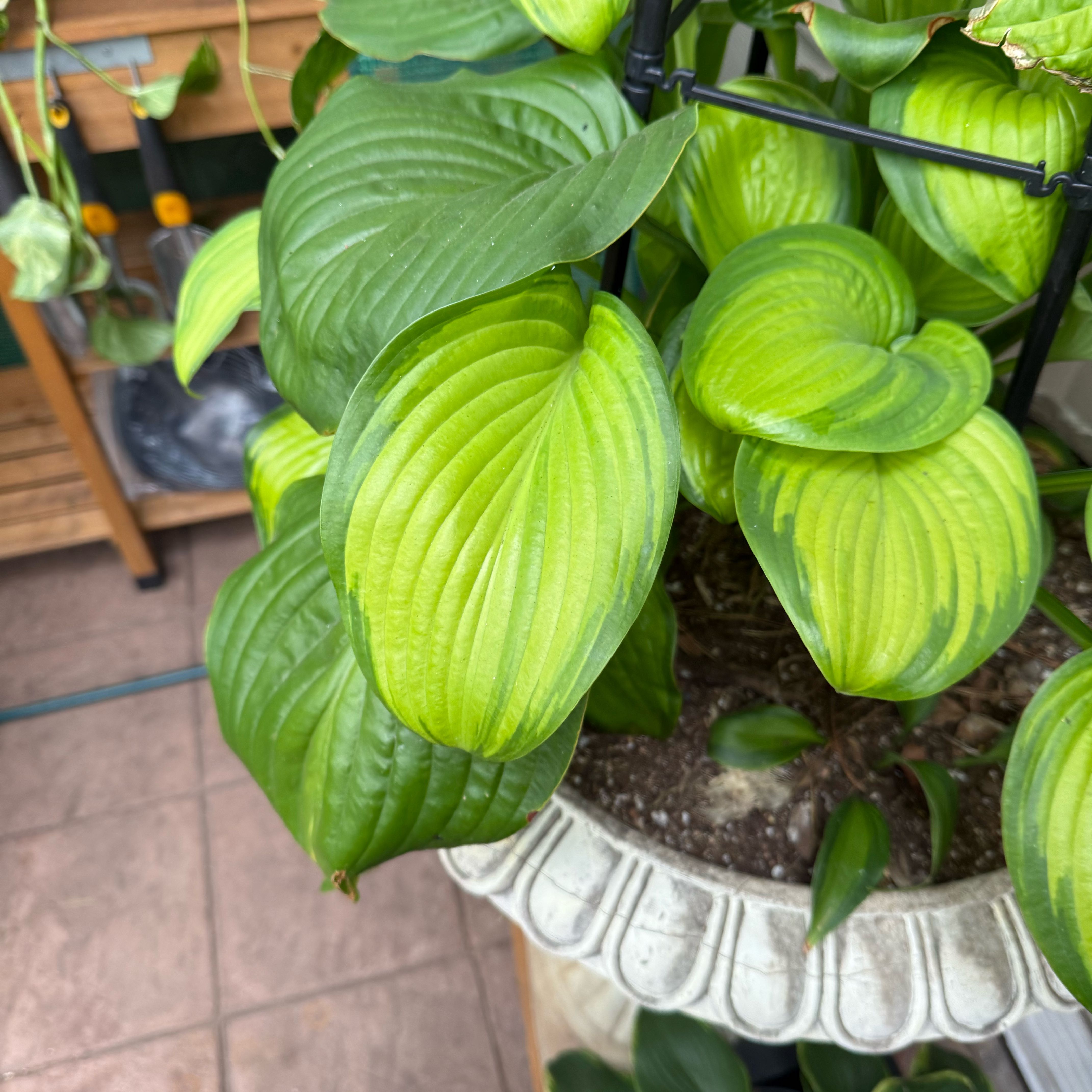 Photo of the plant species Hosta 'Guacamole' by @PrimalFivespot named Pax on Greg, the plant care app