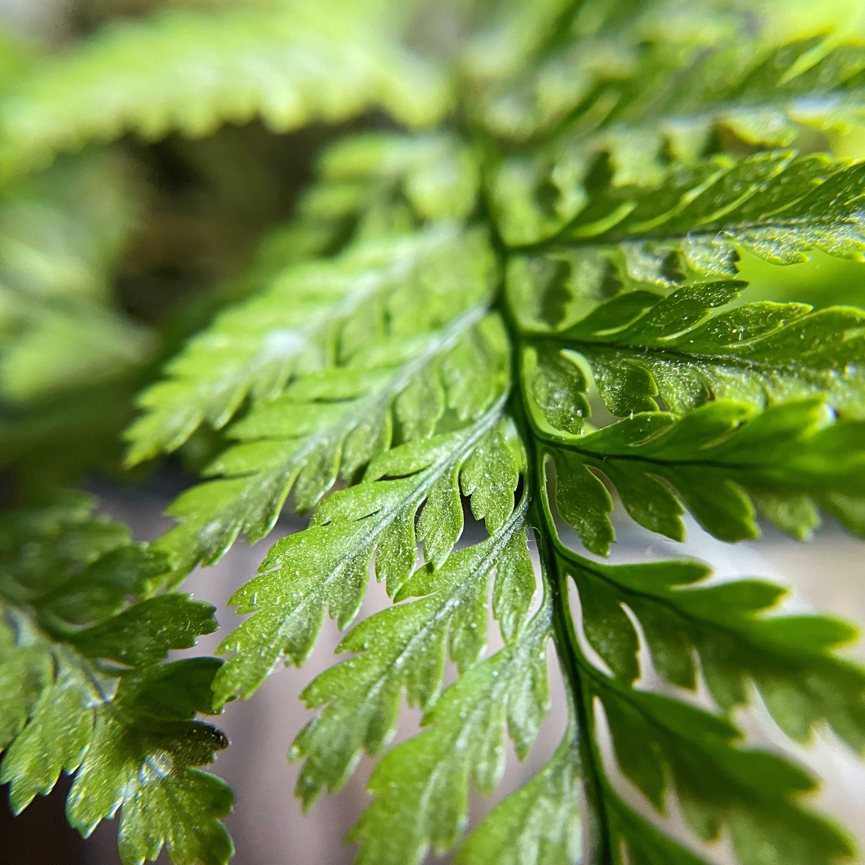 Photo of the plant species Irish Spleenwort by @Kenzie0104 named Danu on Greg, the plant care app