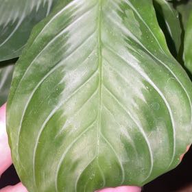Photo of the plant species Prayer Plant by @Kenzie0104 named Stella on Greg, the plant care app