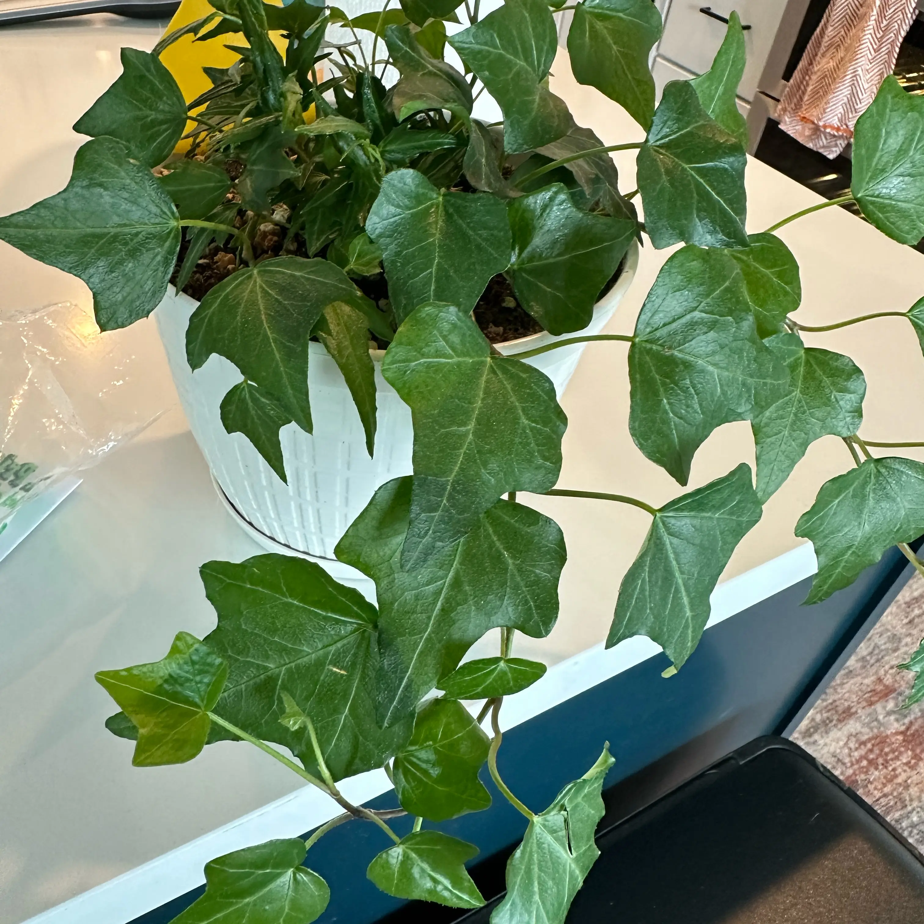 Photo of the plant species Redcardinal by @DearHoyarebecca named Madonna on Greg, the plant care app