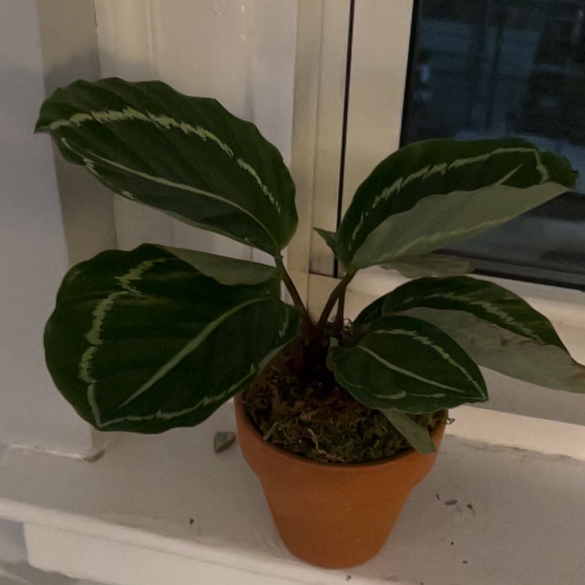 Photo of the plant species Green Lipstick Calathea by @RealSeasandwort named Dolores on Greg, the plant care app