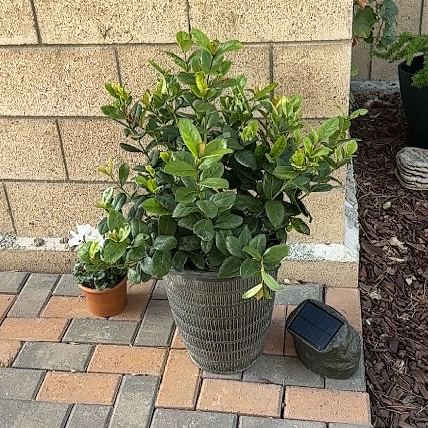 Photo of the plant species Ixora 'Maui Red' by @MagicalCapeweed named Clooney on Greg, the plant care app