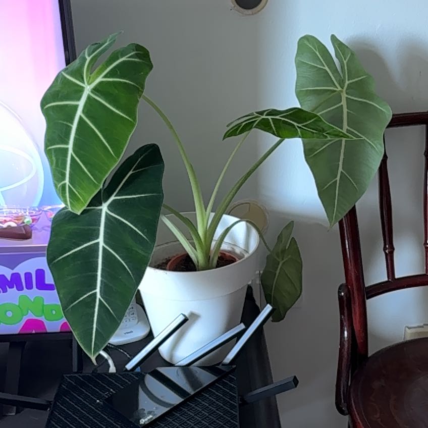 Photo of the plant species Alocacia Black Velvet by @CentralDatepalm named Willow on Greg, the plant care app