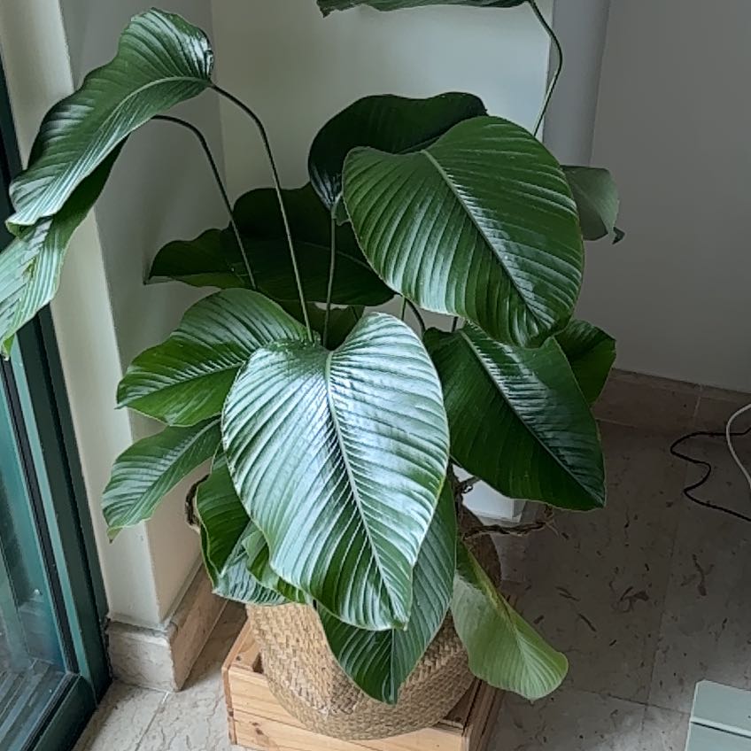 Photo of the plant species Sweet Prayer Plant by @CentralDatepalm named Homer on Greg, the plant care app