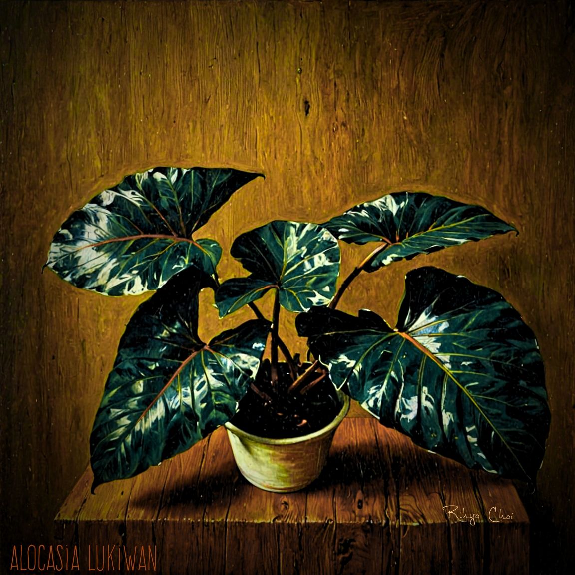 Photo of the plant species Alocasia Lukiwan by @JenobiBLU named Lukah on Greg, the plant care app