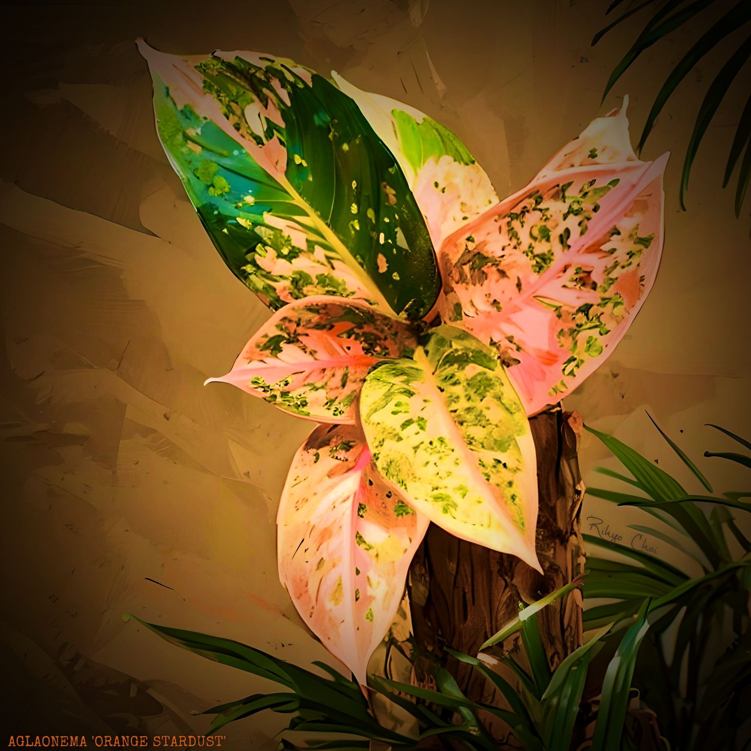 Photo of the plant species Chinese Evergreen by @JenobiBLU named Persephoniè on Greg, the plant care app