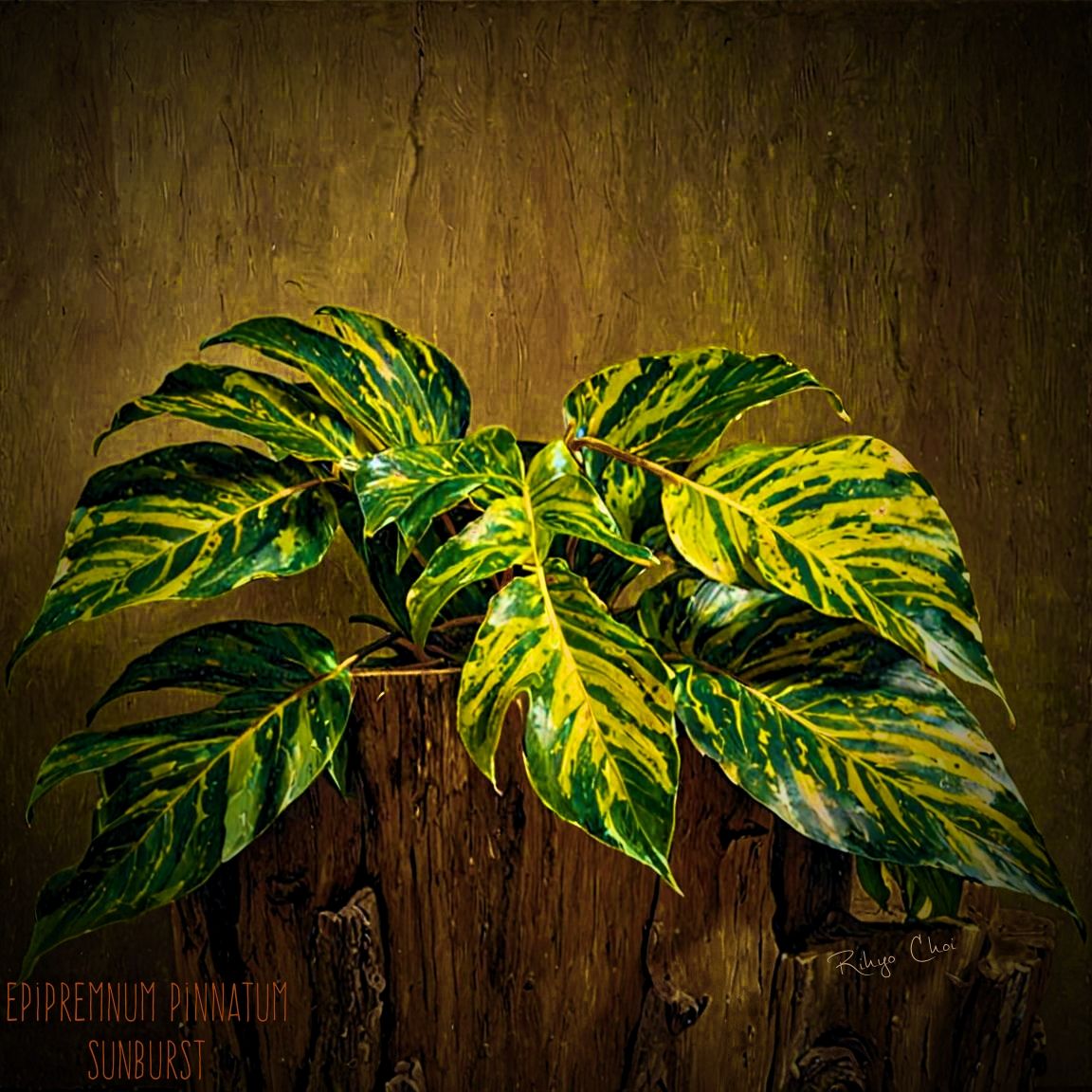 Photo of the plant species Epi Pinnatum Sunburst by @JenobiBLU named Solièl on Greg, the plant care app