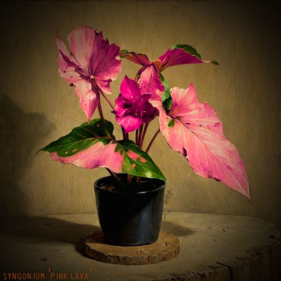 Photo of the plant species Syngonium 'Pink Lava' by @JenobiBLU named Kīlauea on Greg, the plant care app