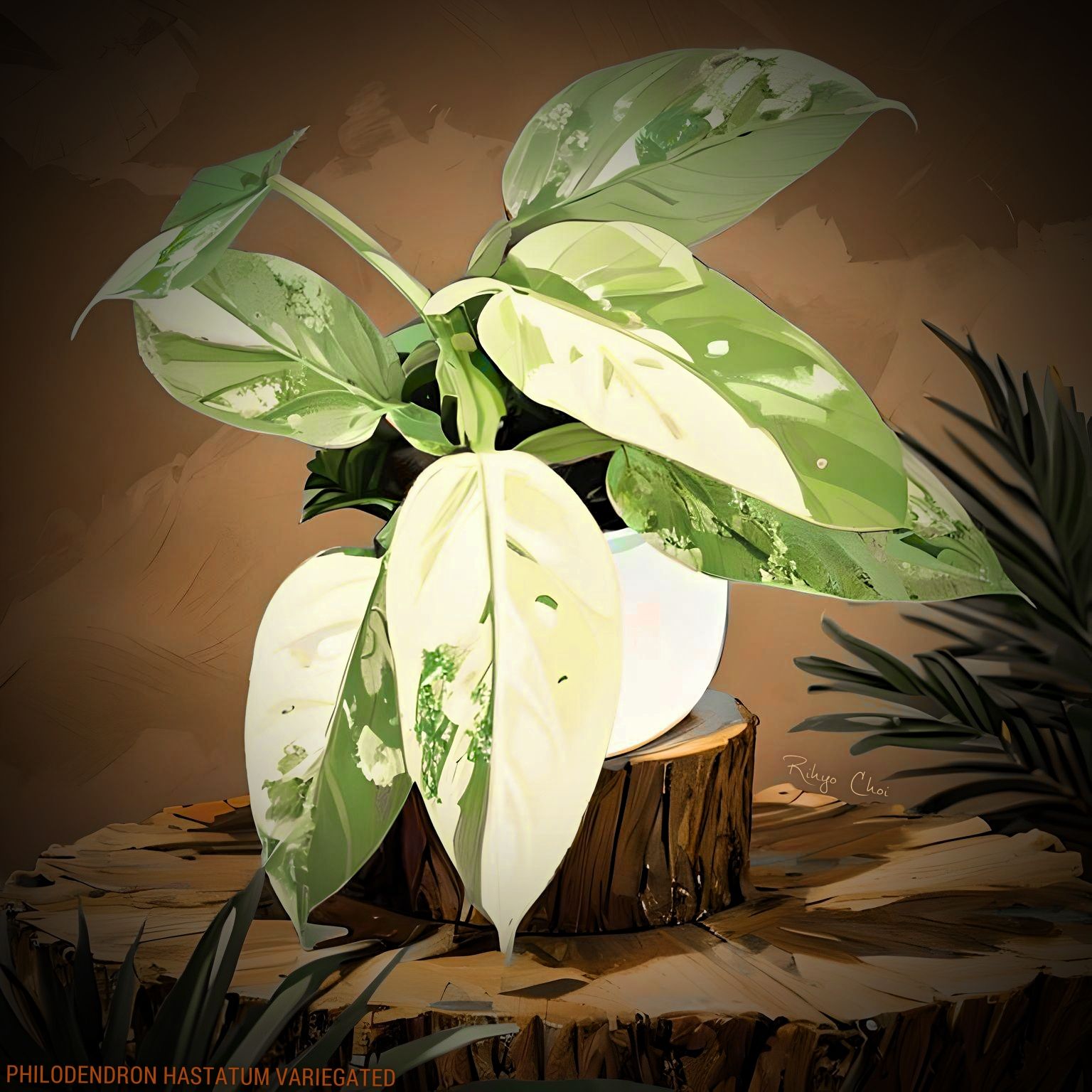 Photo of the plant species Variegated Philodendron hastatum by @JenobiBLU named Sterrling on Greg, the plant care app