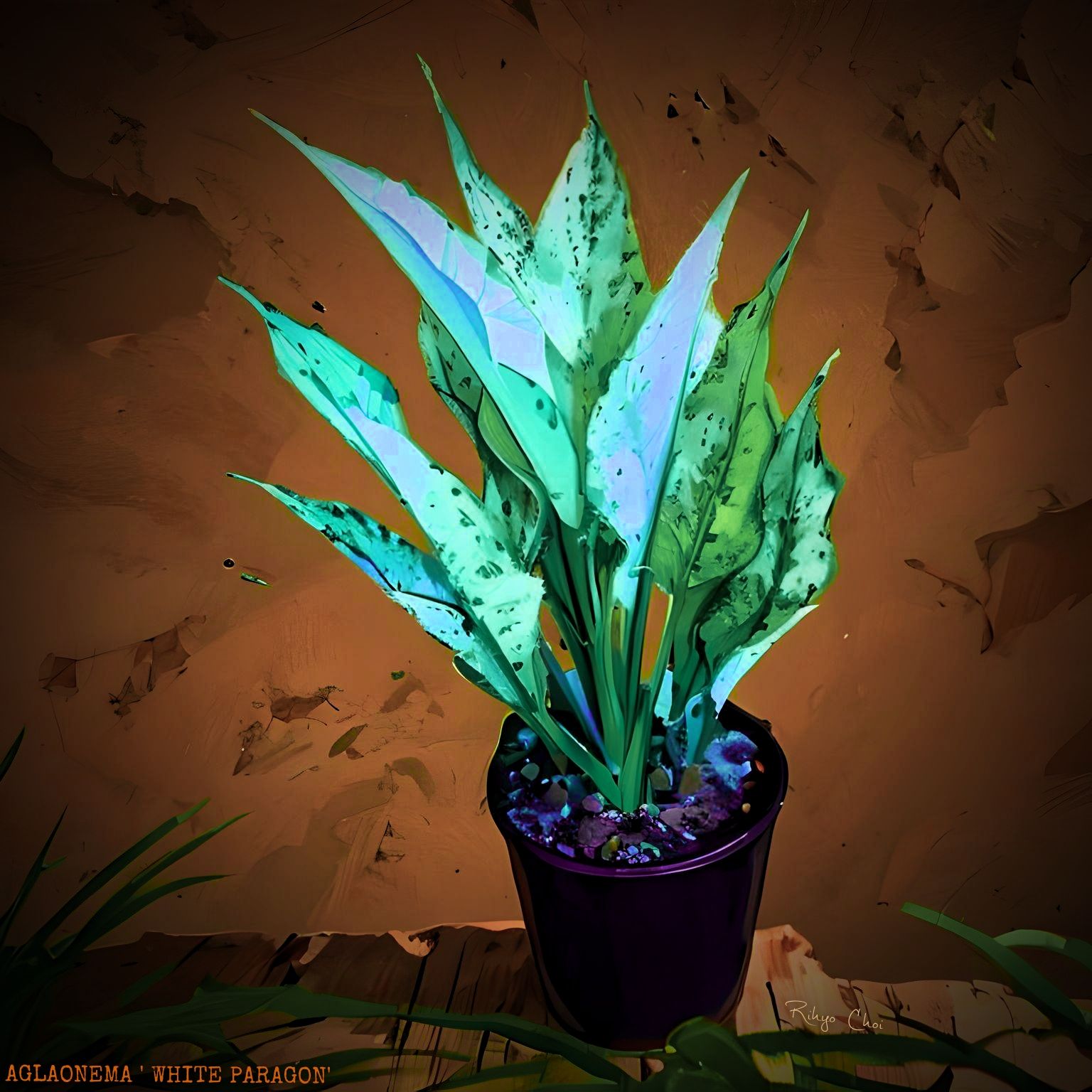 Plant care for Aglaonema commutatum 'Red Vein' on Greg, the plant care app