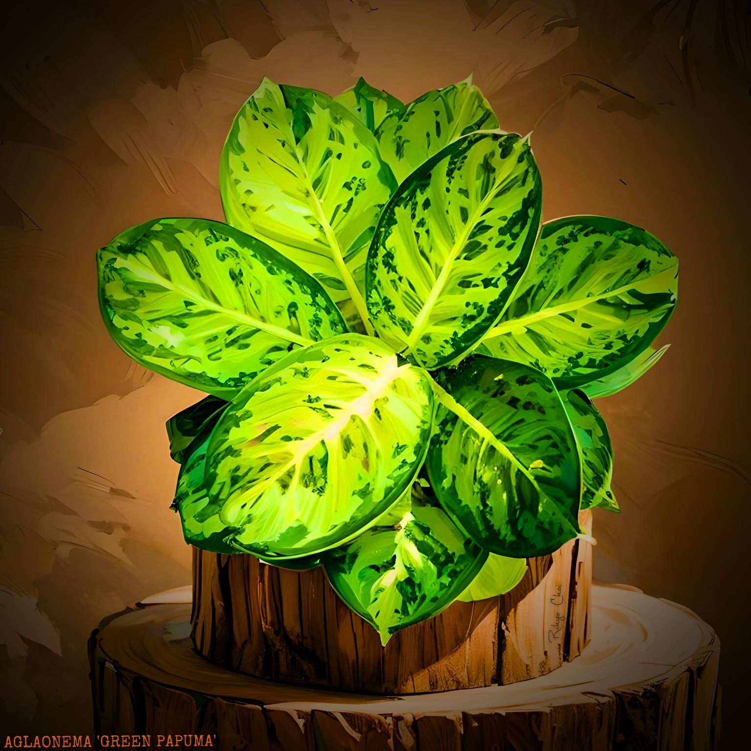 Plant care for Archipelago Swiss Cheese Plant on Greg, the plant care app