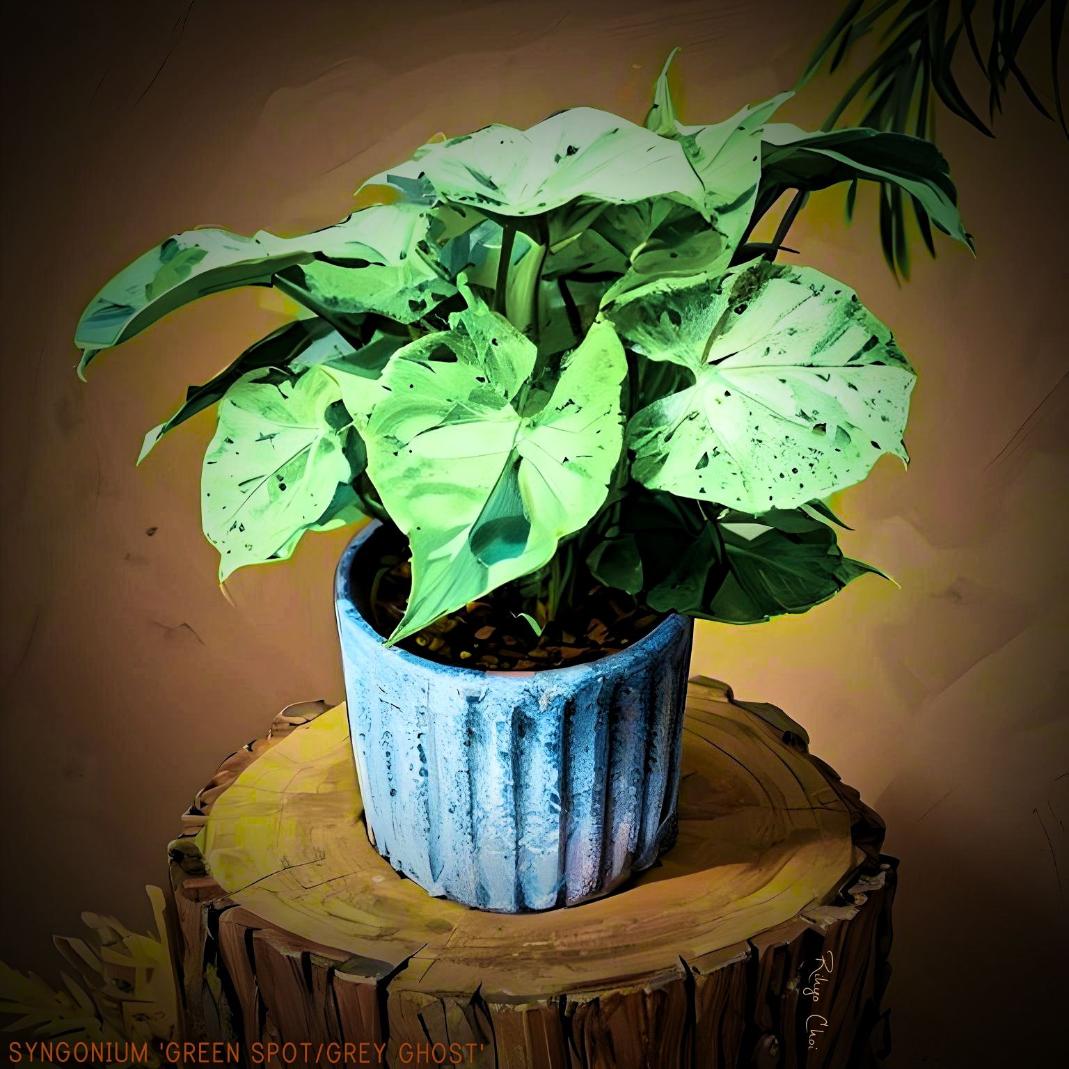Photo of the plant species Grey Ghost by @JenobiBLU named Moel D. on Greg, the plant care app