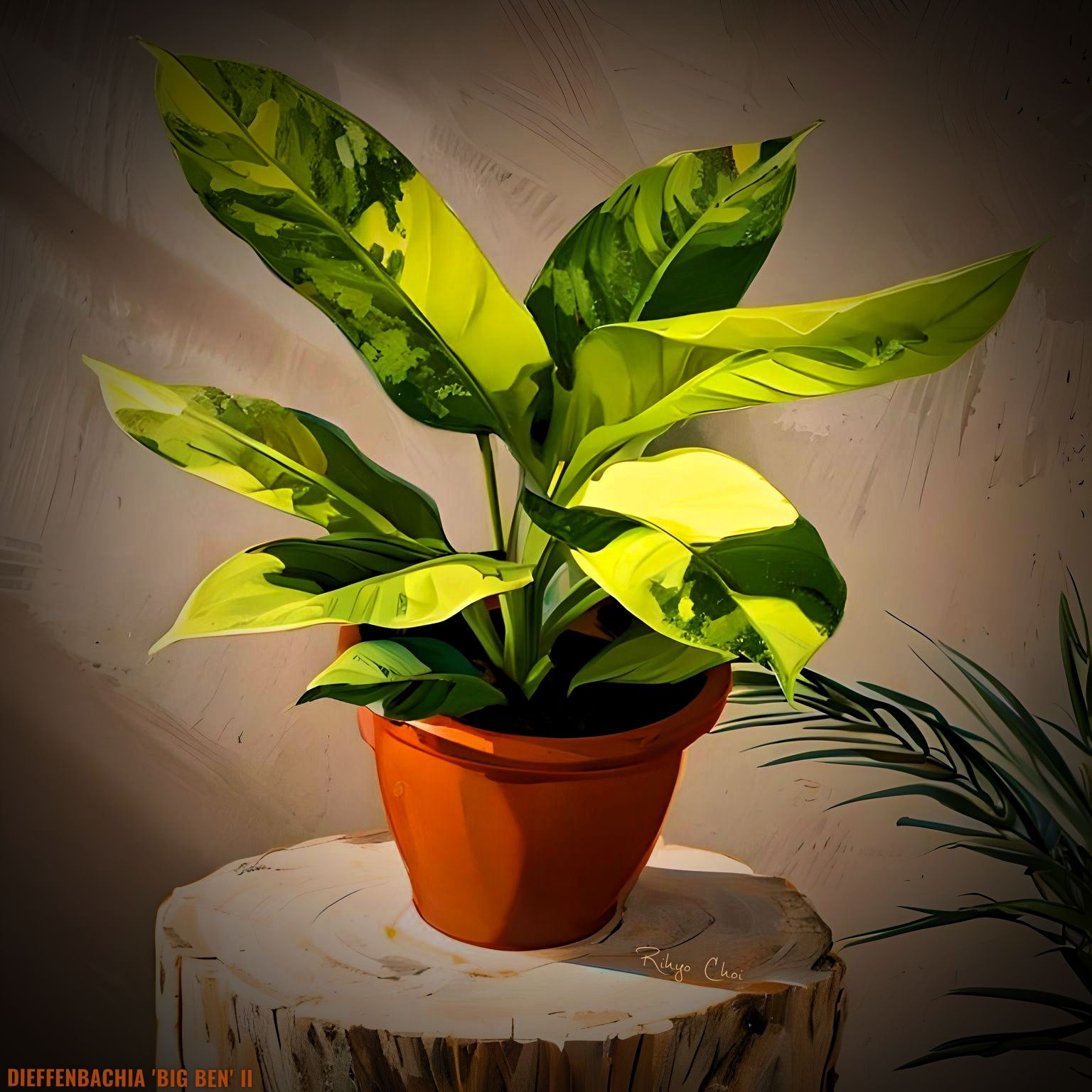 Photo of the plant species Dieffenbachia 'Big Ben' by @JenobiBLU named Bennington on Greg, the plant care app