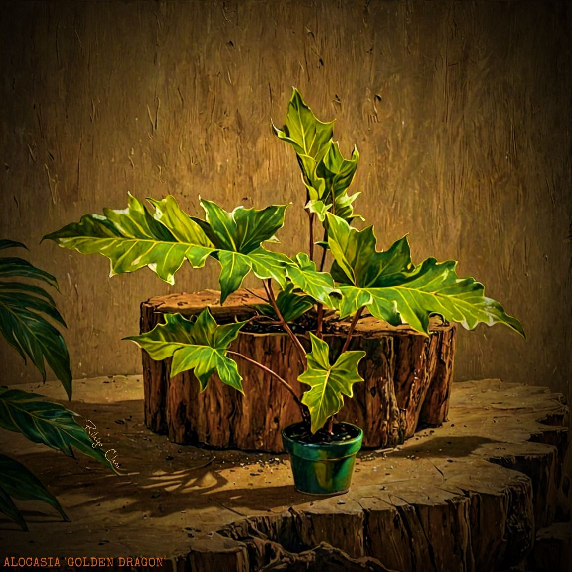 Photo of the plant species Golden Dragon by @JenobiBLU named Beijing on Greg, the plant care app