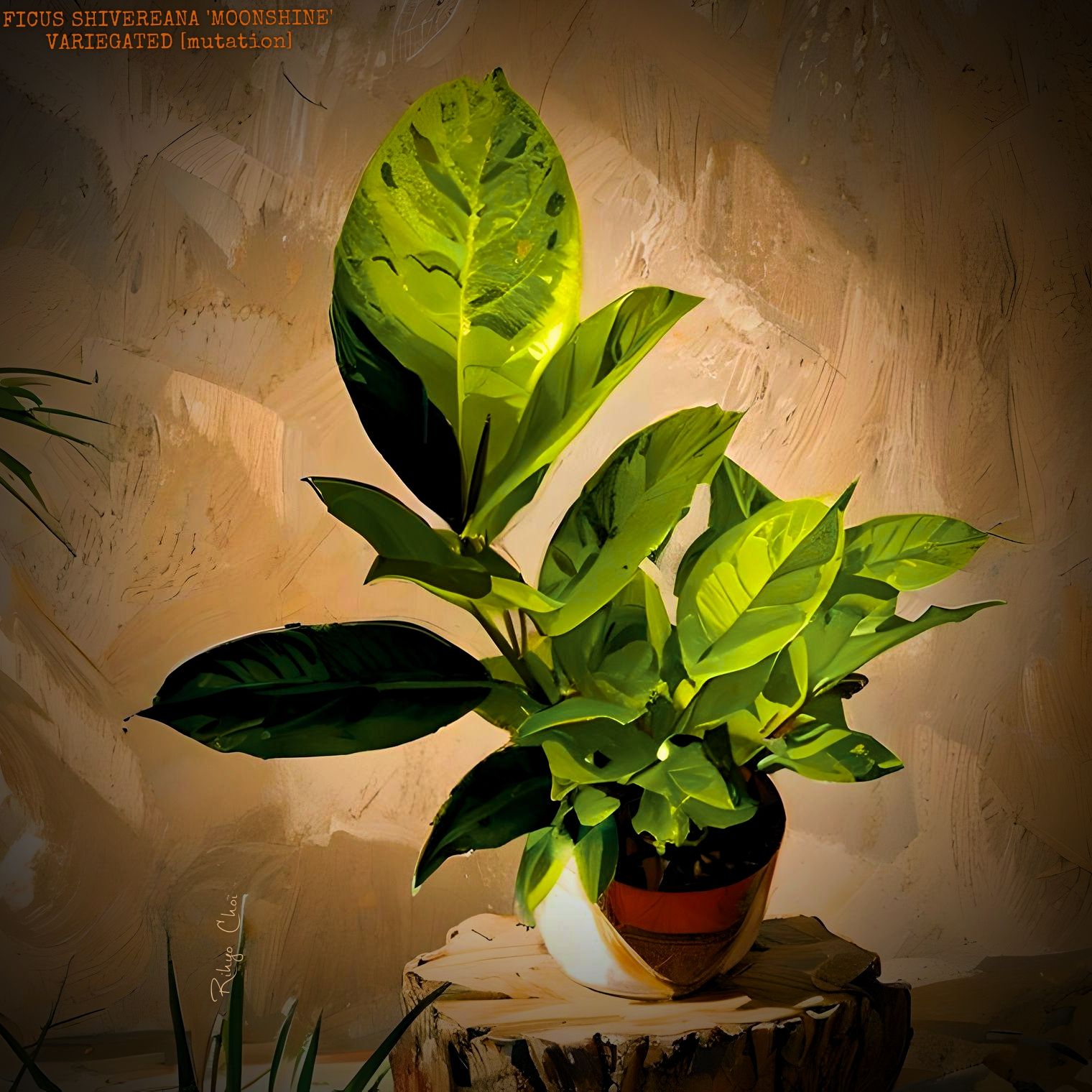 Photo of the plant species Ficus shivereana 'Moonshine' Variegated by @JenobiBLU named Merlin on Greg, the plant care app