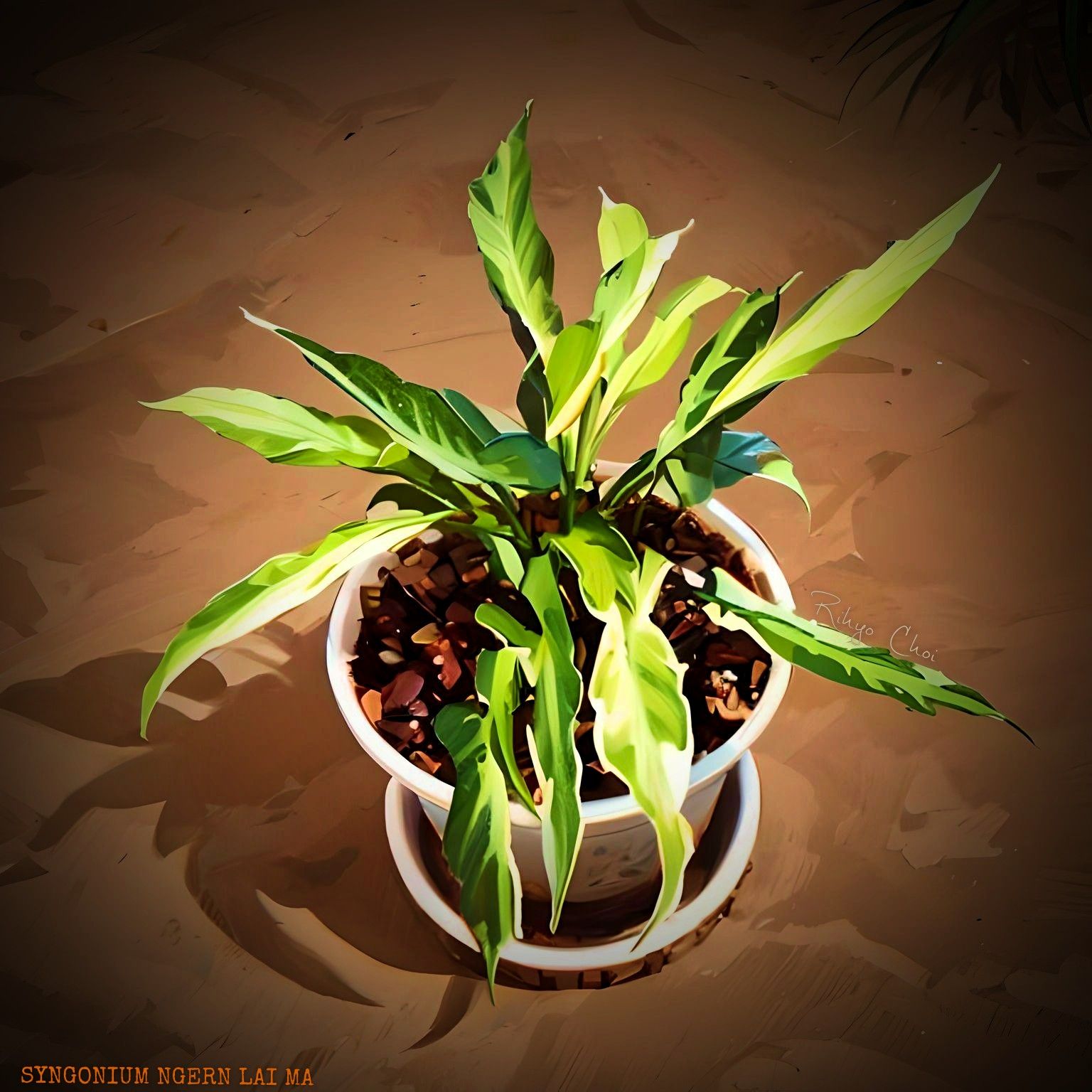 Photo of the plant species Ngern Lai Ma Arrowhead Plant by @JenobiBLU named Lymani on Greg, the plant care app